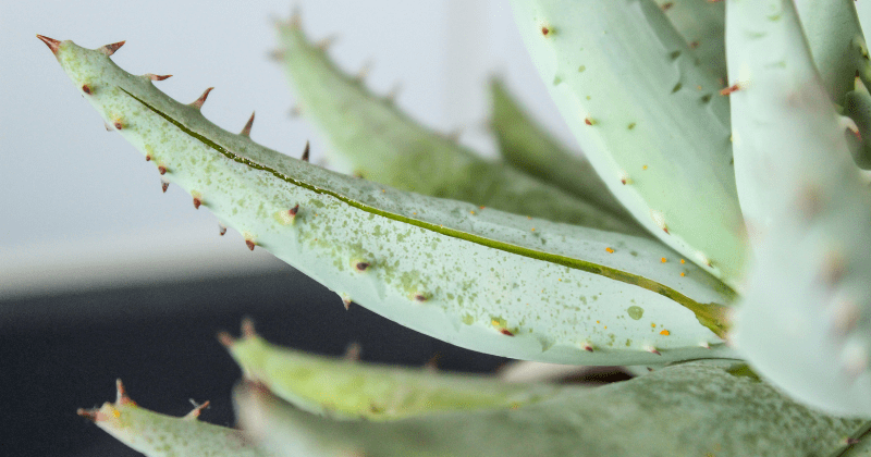 Wie gesund ist Aloe vera? | apomio Gesundheitsblog